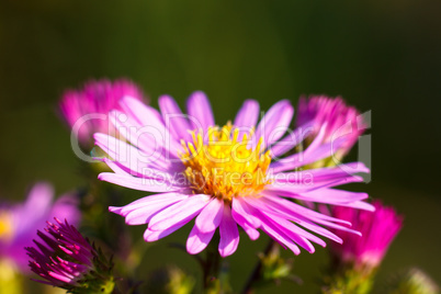 Bush of violet flowers