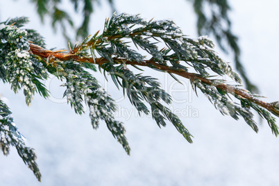 Snow fir tree branches under snowfall. Winter detail