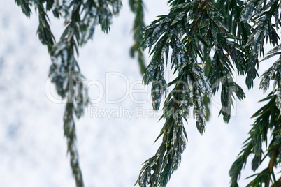 Snow fir tree branches under snowfall. Winter detail