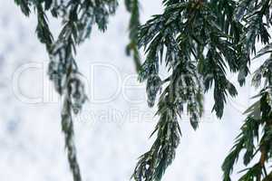 Snow fir tree branches under snowfall. Winter detail