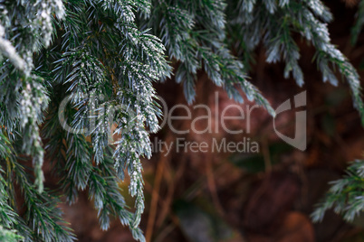 Snow fir tree branches under snowfall. Winter detail