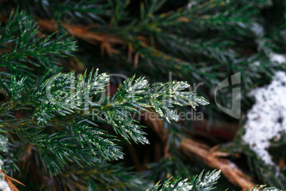 Snow fir tree branches under snowfall. Winter detail