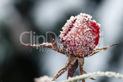 Red rose with frost. Frozen rose under the snow