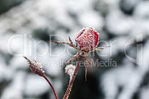 Red rose with frost. Frozen rose under the snow