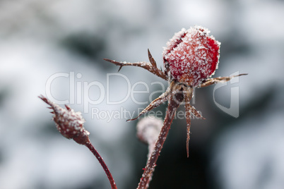 Red rose with frost. Frozen rose under the snow