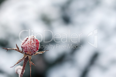 Red rose with frost. Frozen rose under the snow