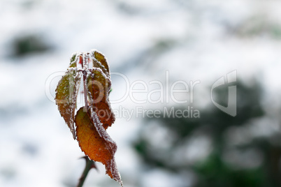 The frost on the leaves. Frozen leaf under the snow