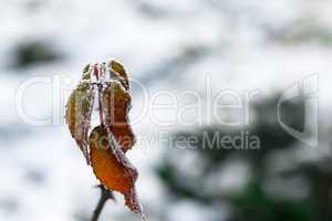 The frost on the leaves. Frozen leaf under the snow