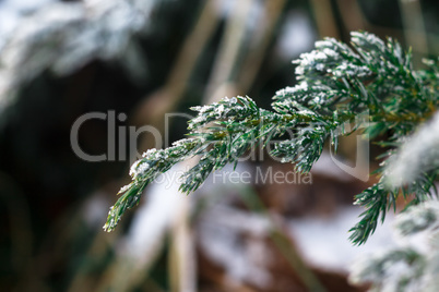 Snow fir tree branches under snowfall. Winter detail