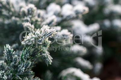 Snow fir tree branches under snowfall. Winter detail