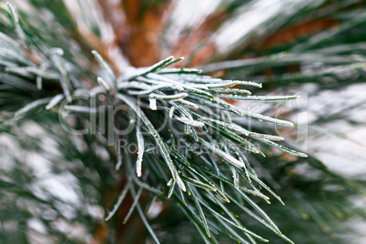 Snow fir tree branches under snowfall. Pine needles. Winter detail