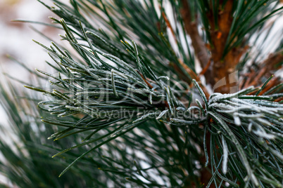 Snow fir tree branches under snowfall. Pine needles. Winter detail