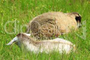 sheep and goat lays on the grass