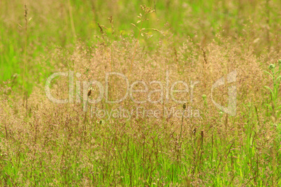 green grass on the meadow