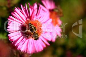 hardworking bee collects nectar on the asters