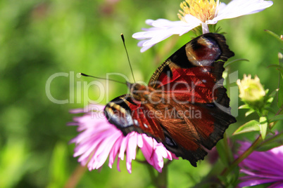 butterfly peacock eye on the aster