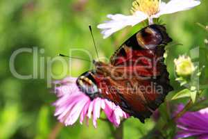 butterfly peacock eye on the aster