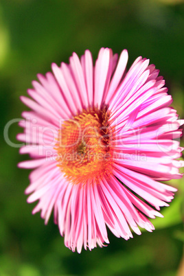 red beautiful aster in the garden