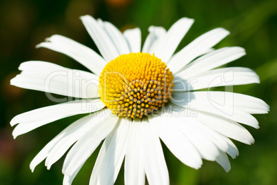 Daisy on a green background on a sunny day