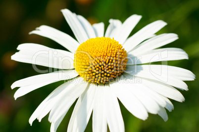 Daisy on a green background on a sunny day