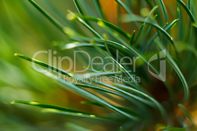 Green grass close-up. Macro shot