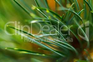 Green grass close-up. Macro shot