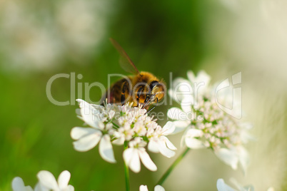 Bee on white flower close-up