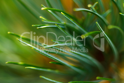 Green grass close-up