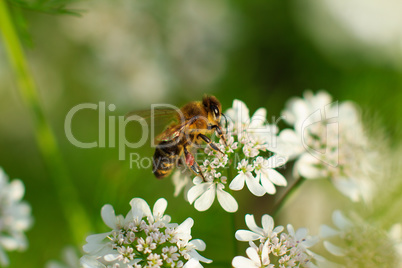 Bee on white flower close-up