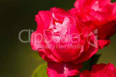 Red rose close-up on a green background