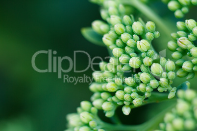 Green flower close-up