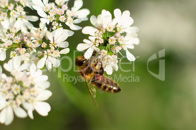 Bee on white flower close-up