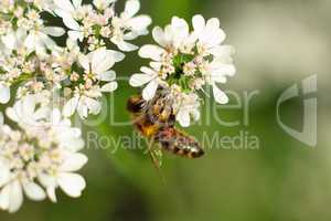 Bee on white flower close-up