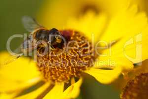 Bee on yellow flower. Shallow depth of field