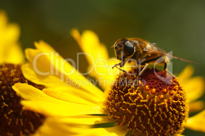 Bee on yellow flower. Shallow depth of field