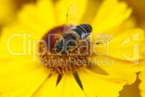 Bee on yellow flower. Shallow depth of field