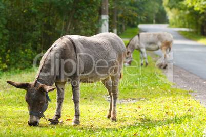 Two young donkeys eating green grass on a sunny day
