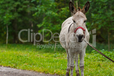 Young donkey portrait on a sunny day