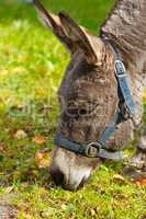Young donkey eating green grass portrait on a sunny day