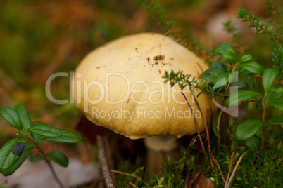 Uneatable mushroom in the forest