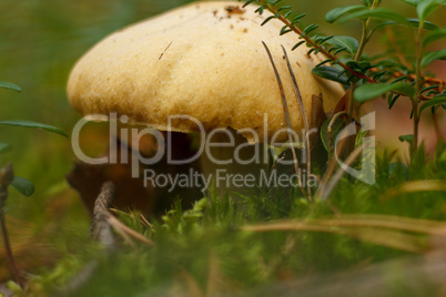 Uneatable mushroom in the forest