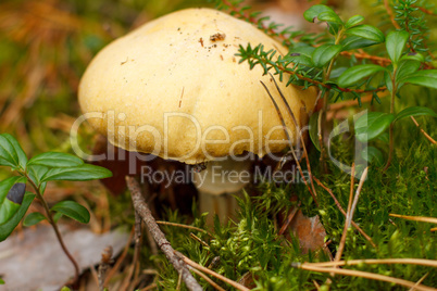 Uneatable mushroom in the forest