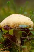 Uneatable mushroom in the forest