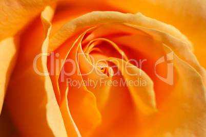 Orange rose close-up