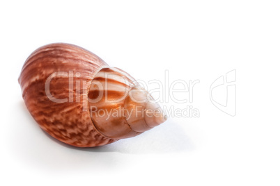 Sea shell isolated on white