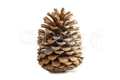 Bump from a coniferous tree isolated on a white background