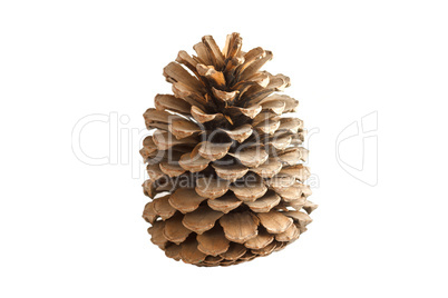 Bump from a coniferous tree isolated on a white background