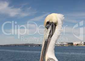 San Diego Pelican