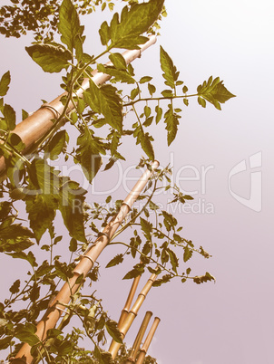 Retro looking Tomato plants