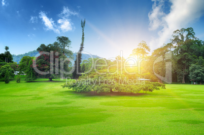 park, green meadow and blue sky